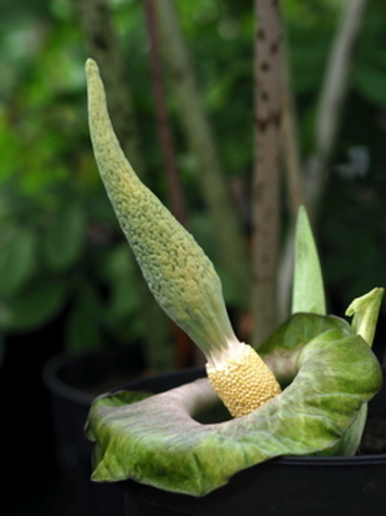 preview Amorphophallus lewallei Malaisse & Bamps